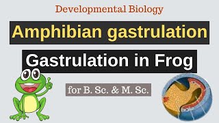 Gastrulation in AmphibiansFrog UrduHindi Developmental Biology MScBS Zoology [upl. by Katy]