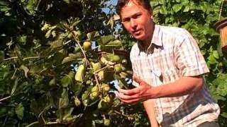 How to get your Figs on your Fig Tree to Ripen Faster [upl. by Pudens]