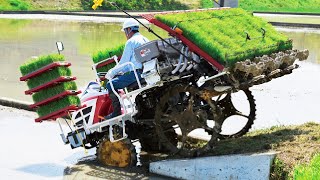 Wet Rice From Seed To Harvest Process  Amazing Modern Asia Agriculture Technology [upl. by Gneh33]