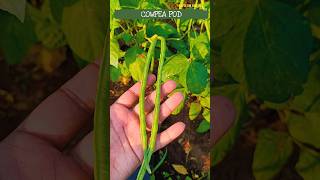 shorts agriculture horticulture cowpea COWPEA  COWPEA POD [upl. by Aicirtap708]