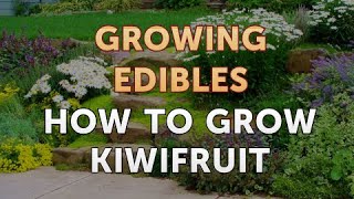 How to Grow Kiwifruit [upl. by Uuge]