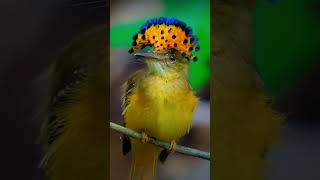 Flycatcher bird 😲😲😲🤯🤯 birds [upl. by Langan]