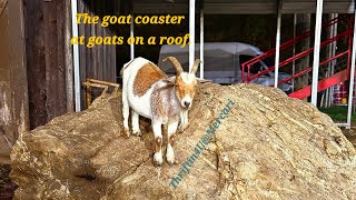 The goat coaster at goats on a roof Pigeon Forge Tennessee [upl. by Petrine]