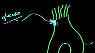 Gustation  structure amp function [upl. by Aenel]