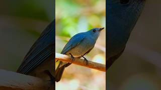 A bird like a sapphire its entire body a captivating shade of copperblueVerditer Flycatcher [upl. by Ydal50]