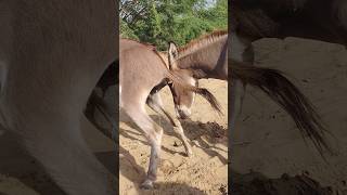 donkey animals youtubeshorts shortvideos shorts pets [upl. by Ylenats]