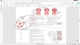 cvs embryology 3 [upl. by Kendall]