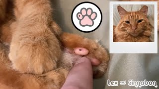 Cute Cat Stretches Toe Beans 😸 [upl. by Indnahc]