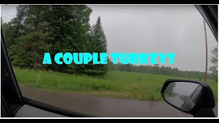 A couple turkeys next to the road in Middle Inlet WI turkey middleinlet wildlife wi rainyday [upl. by Myra]