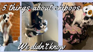 5 things I didn’t know about Chipoo Poodle x Chihuahua [upl. by Ensign]