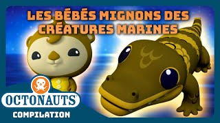 Octonauts  🦦 Les bébés mignons des créatures marines 🐬  Compilation  Dessins animés pour enfants [upl. by Enialem313]