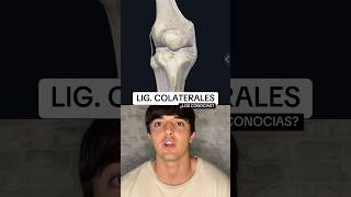 Los ligamentos colaterales de la rodilla [upl. by Lyret]