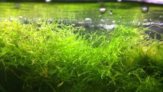 How to make Java Moss EXPLODE in your fish tank [upl. by Jerri]