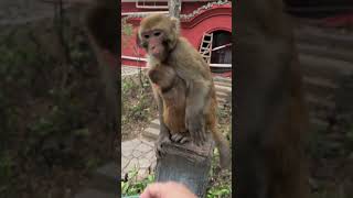 Monkey So happy feeding Shorts 19 [upl. by Mayor]