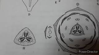 caryophyllaceae family [upl. by Will]