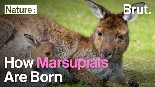 How Marsupials Are Born [upl. by Htelimay462]