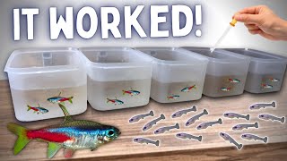 BREEDING Neon Tetras in Tubs  Over 100 Fry [upl. by Ahsie]