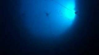 William Trubridges 82 m Free Dive  Deans Blue Hole [upl. by Beacham]