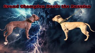 Gr Ch Boris the russian pitbulldog dogbreed dogtype [upl. by Nade]