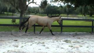 An Eligible Bachelor Buckskin AQHAIBHAABRA Stallion [upl. by Nauq]