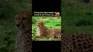 Amazing Facts About Animals [upl. by Hareehat]