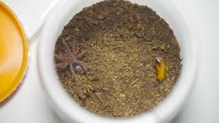 TARANTULA SLING FEEDING VIDEO [upl. by Cinamod337]