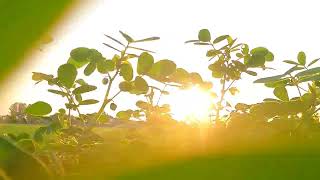 Beautiful Bangladesh Sun Sine Footage [upl. by Jason]