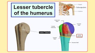 lesser tubercle of the humerus [upl. by Oicnecserc]