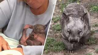 Wombat turns the tables on woman who raised him [upl. by Neleb]