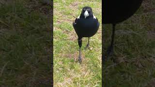 Magpiethe long walk 😂magpie birds birdlovers shorts nature wildlife olib774 [upl. by Samala]