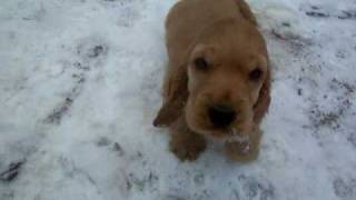 English Cocker Spaniel Puppies 8 Wochen im Schnee [upl. by Euqirne]