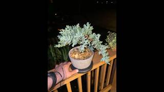 Juniper Procumbens bonsai [upl. by Ziana29]