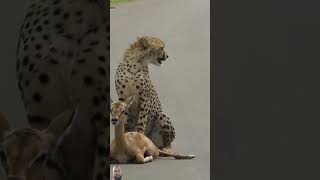 Young Cheetah Makes its first kill shorts cheetah wildlife animals viralshorts trending [upl. by Garett]