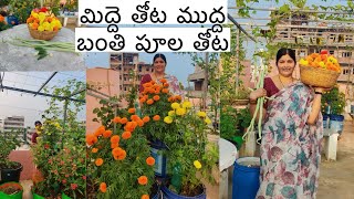 ముద్ద బంతి పూల తోటలా మారిన మన మిద్దెతోట  ఎంత అందంగా ఉందో చూసేయండి  Marie gold flowers picking vlog [upl. by Litta422]