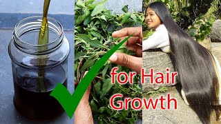 How to Make Bhringraj Oil at Home  Hair Growth Indian Secret  Get Long and Thick Hair [upl. by Aneel]