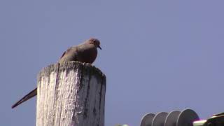 Chant dune tourterelle triste  A mourning dove bill and coo [upl. by Orvil]