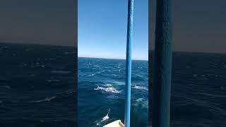 Ship🛳️ encountering Strong wind☄️swell🚢reels ocean youtubeshorts subscribe like share shorts [upl. by Ttenrag]