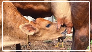 Calf Drinking Milk From Cow  Nature Video [upl. by Oivalf]