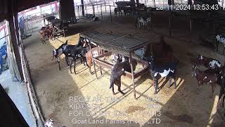 Goat Land Farms Live Stream [upl. by Birgit]