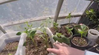 GROWING NEW DAHLIAS FROM CUTTINGS [upl. by Inoy952]