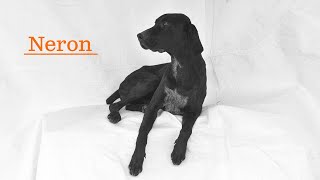 Stunning 🐾 GSP Neron Seeks Forever Home germanshorthairedpointer [upl. by Nitsoj]