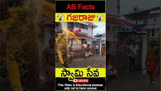 🐘గజరాజు🐘 Elephant going to temple telugufacts animals god facts shorts youtubeshorts abfacts [upl. by Hannahs]