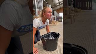 Pferdehofliebe  Typische Verhaltensweisen 😂 pferdehofliebe horse equestrian pferde comedy fy [upl. by Burrell]