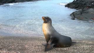 Sonido de Foca  Sonidos de Animales para Niños [upl. by Cirri]