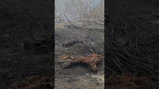 Wildfire burning at Glassboro Wildlife Management Area in Gloucester County New Jersey [upl. by Sucramd]