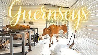 Guernsey Cows In The Milk Parlor [upl. by Siram]