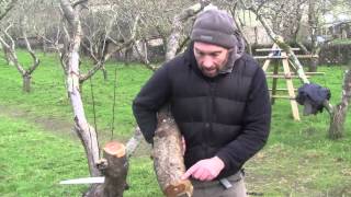 Pruning Old Fruit Trees  Reinvigorating Old Trees [upl. by Gelasius321]