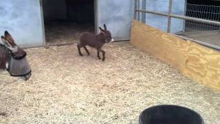 Adorable Baby Donkey [upl. by Assiruam]