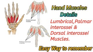 Hand Muscles Anatomy  Lumbricals  Palmar interossei  Dorsal interossei [upl. by Halsey]