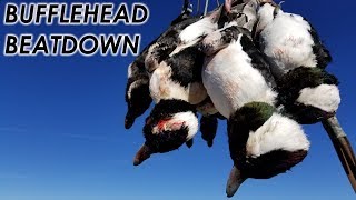 Bufflehead Beatdown  Duck Hunt 2018 [upl. by Niatirb]